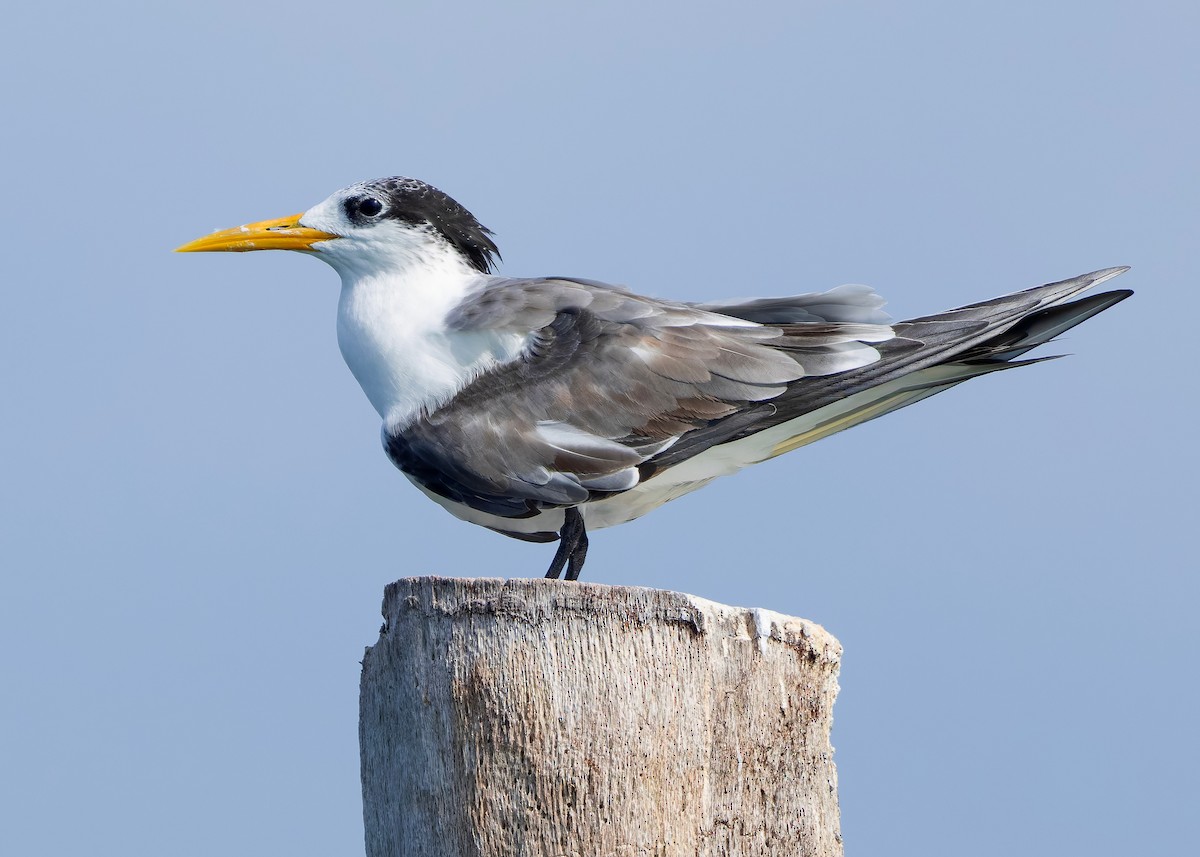 Great Crested Tern - ML644569551