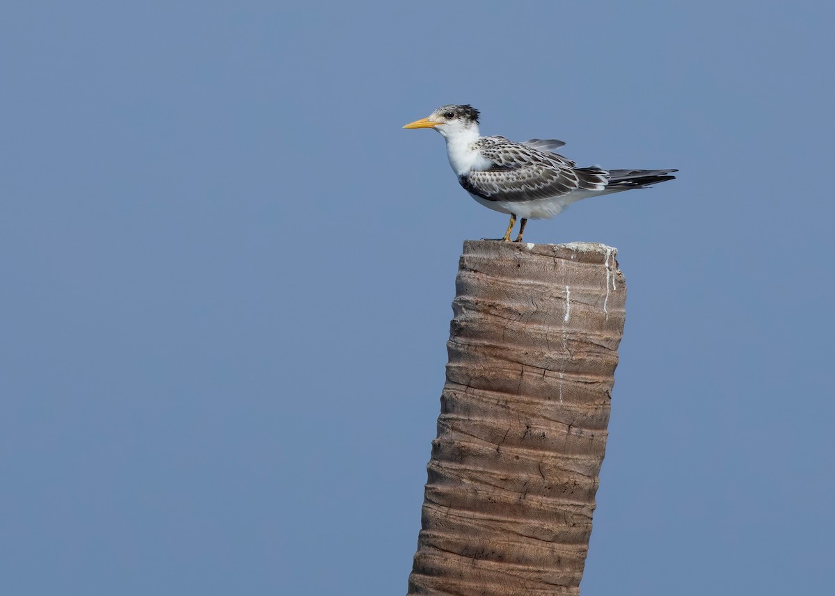 Great Crested Tern - ML644569552