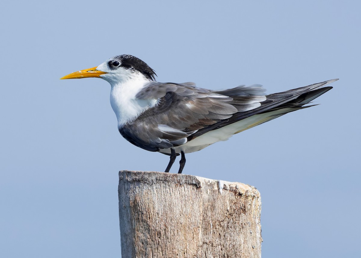 Great Crested Tern - ML644569553