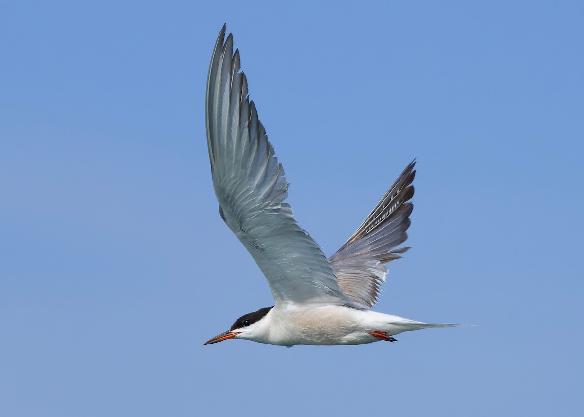 Txenada arrunta (hirundo/tibetana) - ML644569558