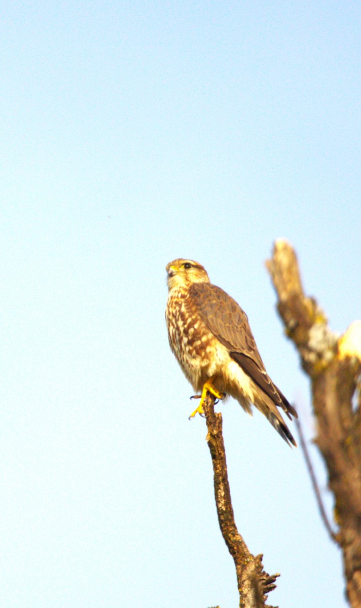 Belatz txikia - ML644569572