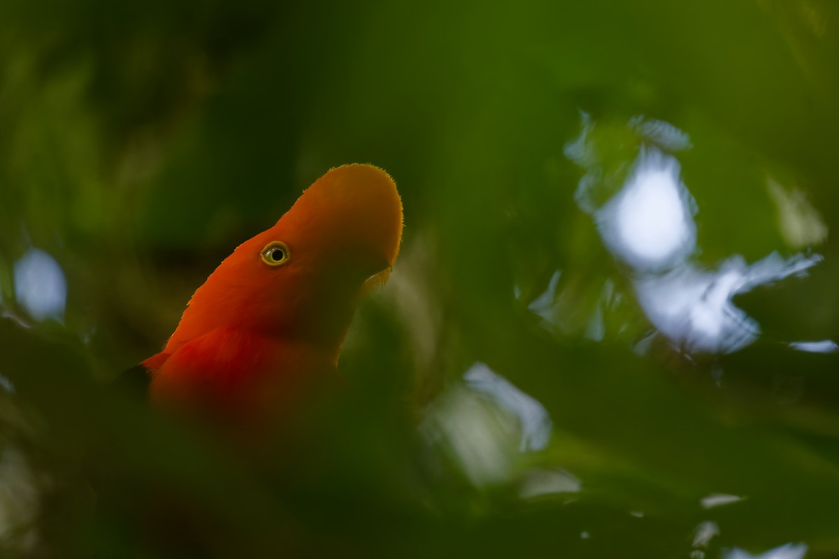 Andean Cock-of-the-rock - ML644569573