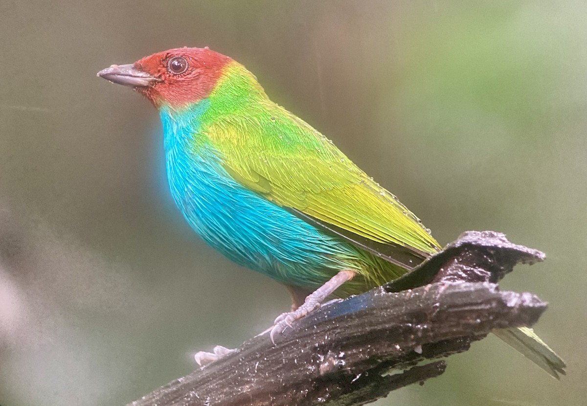 Bay-headed Tanager - ML644569574