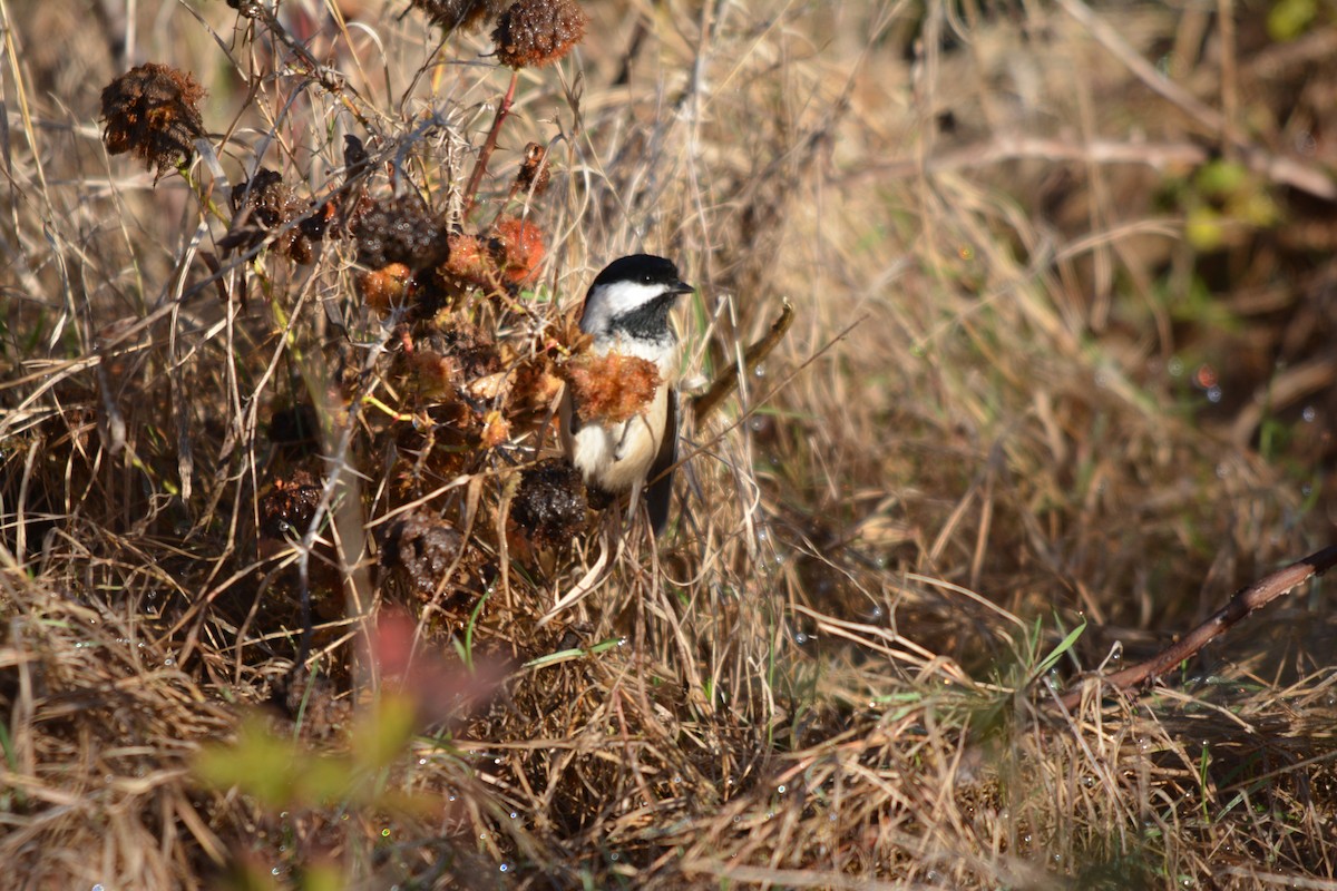 sýkora černohlavá - ML644569577