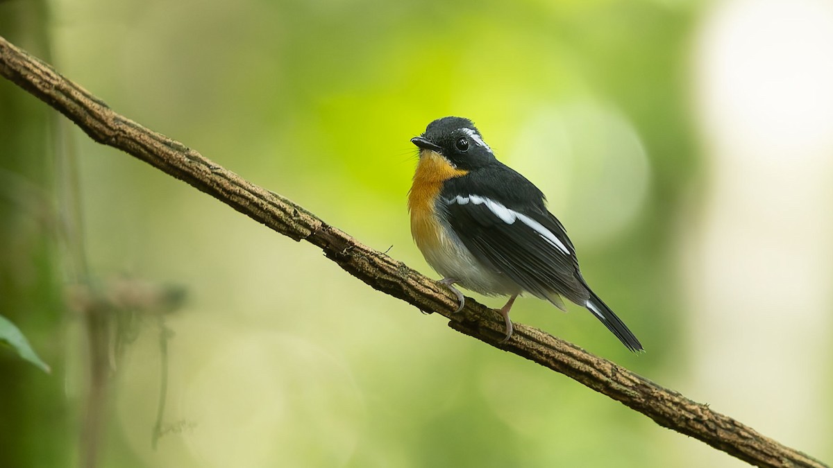 Spiegelschnäpper - ML644569582