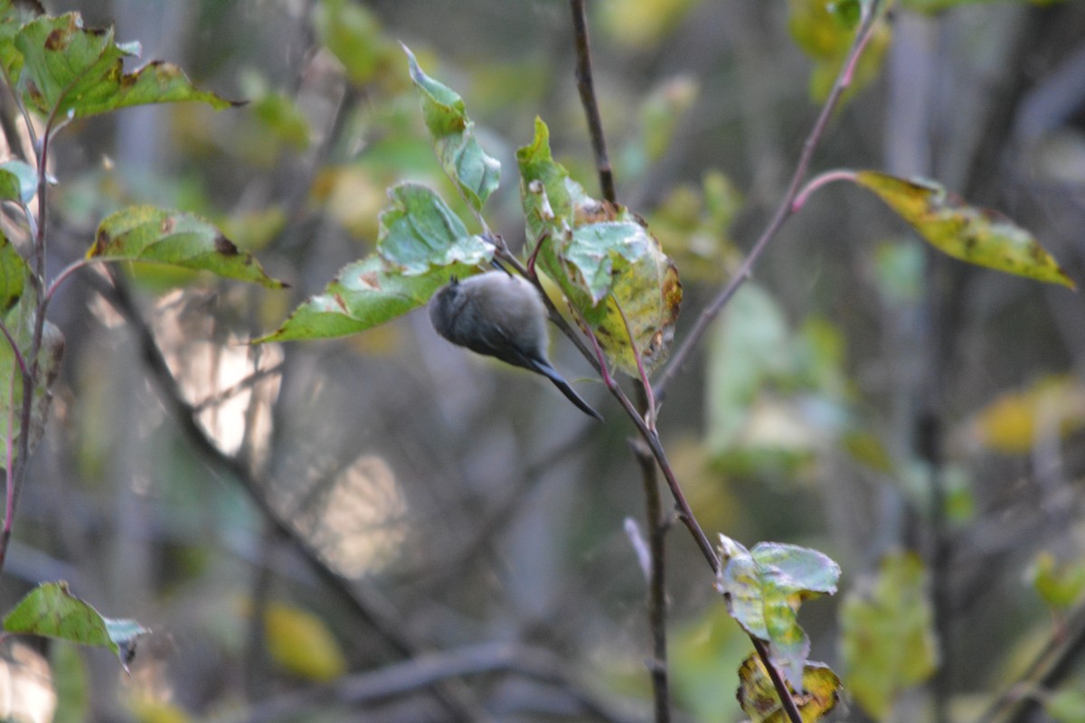 mlynařík americký - ML644569586