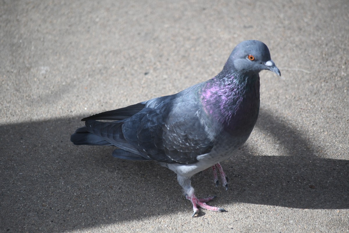 Rock Pigeon (Feral Pigeon) - ML644569587
