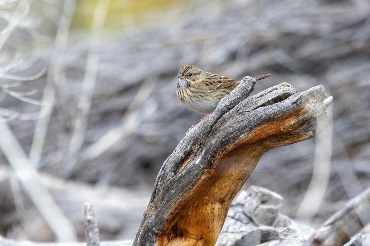 Lincoln's Sparrow - ML644569588