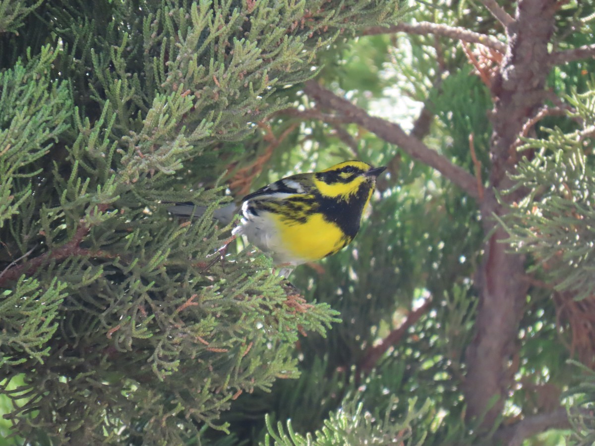 Пісняр-лісовик західний - ML644569589