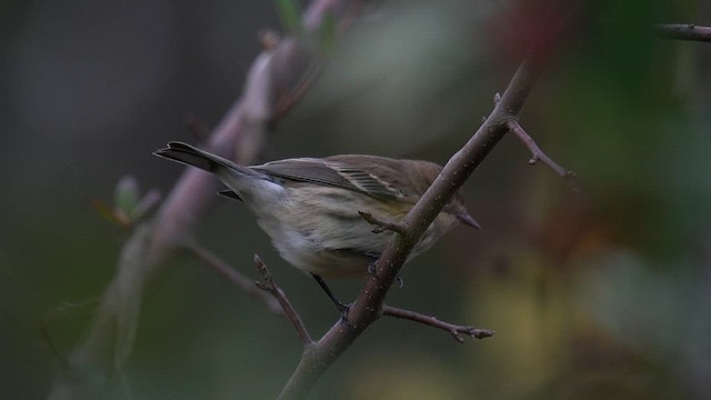 Yellow-rumped Warbler (Myrtle) - ML644569590