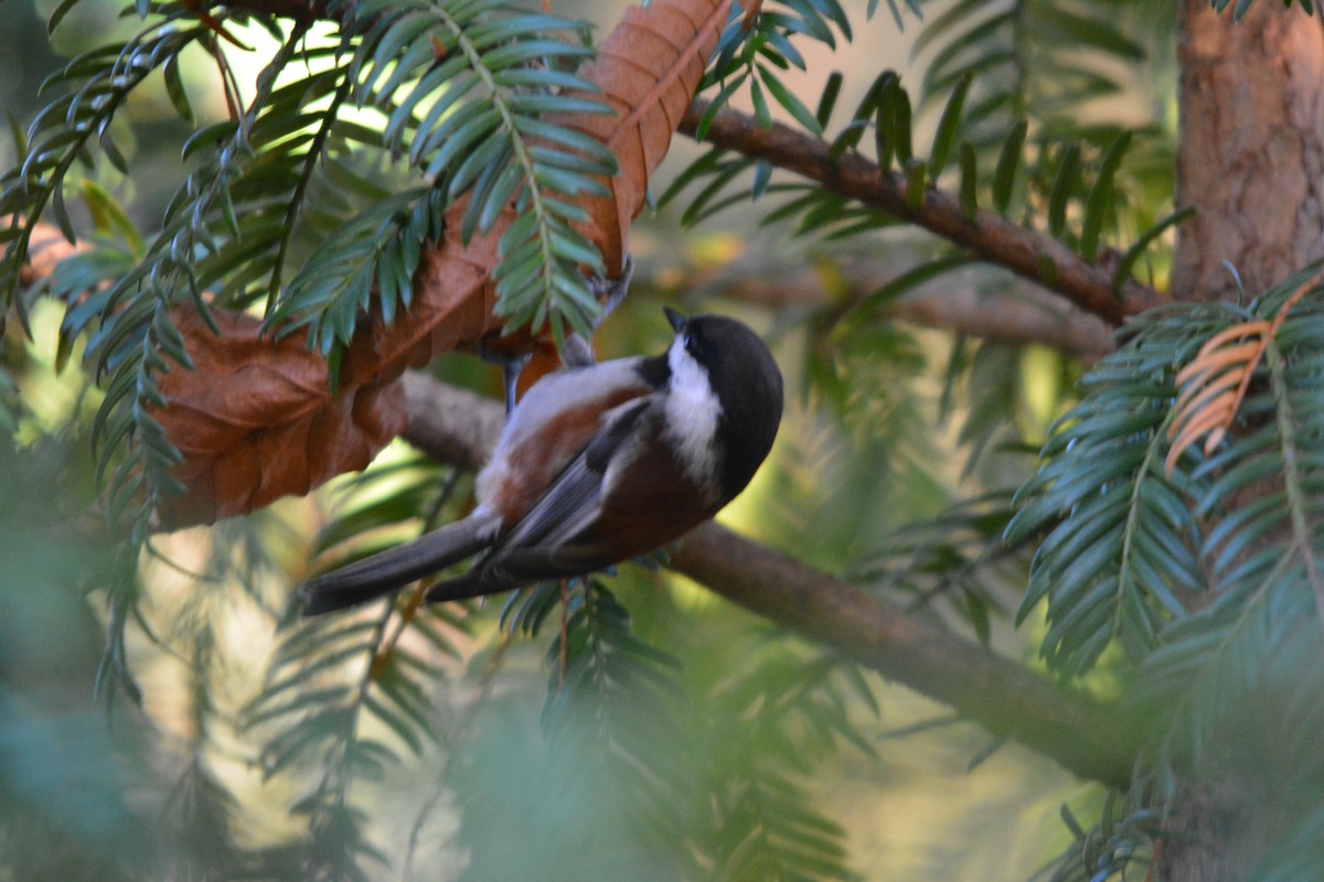 sýkora hnědohřbetá - ML644569593