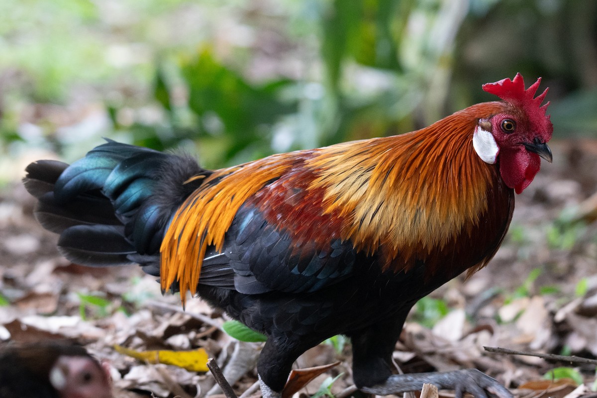 jungelhane - ML644569596