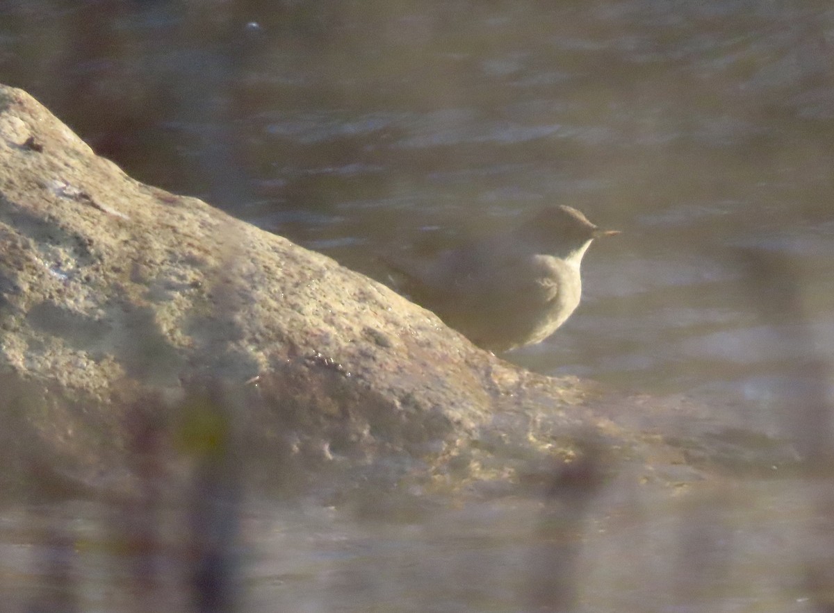 American Dipper - ML644569598
