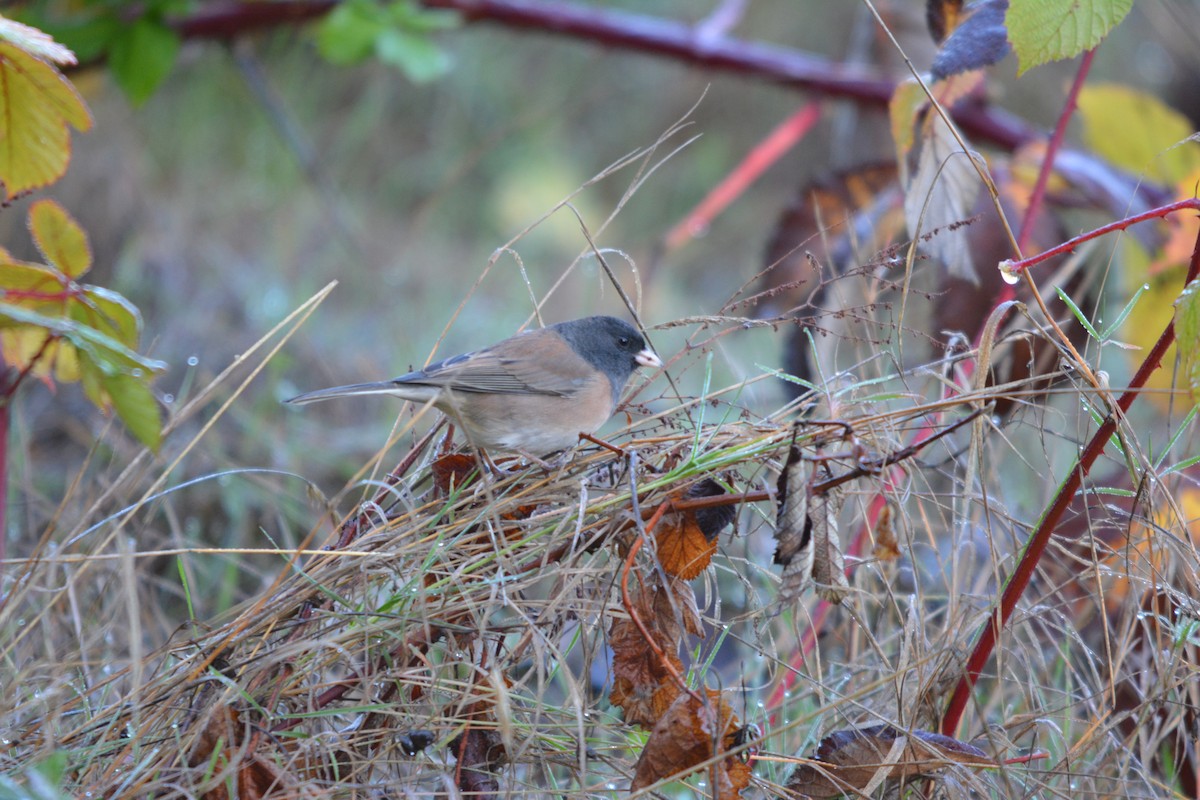 strnadec zimní - ML644569604