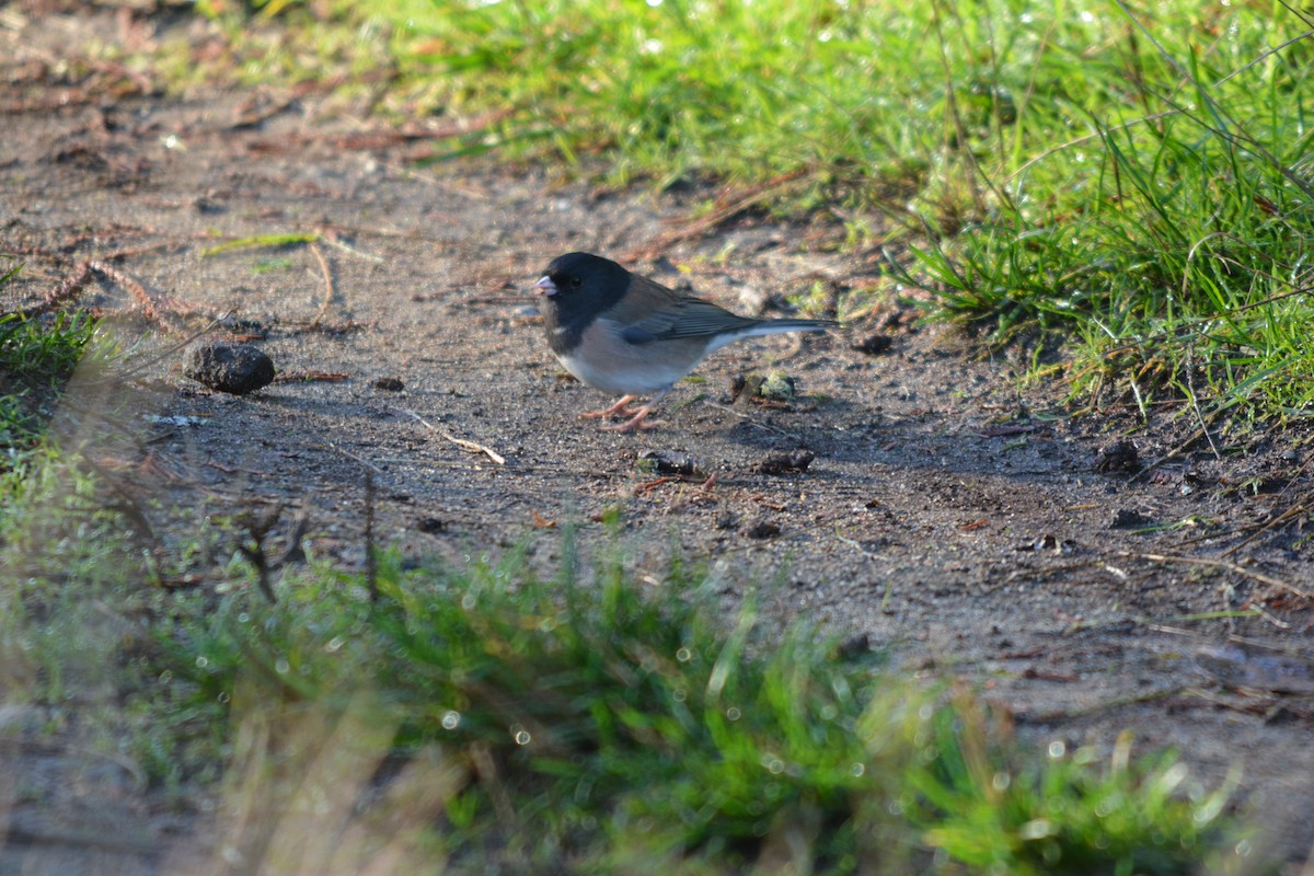 strnadec zimní - ML644569605