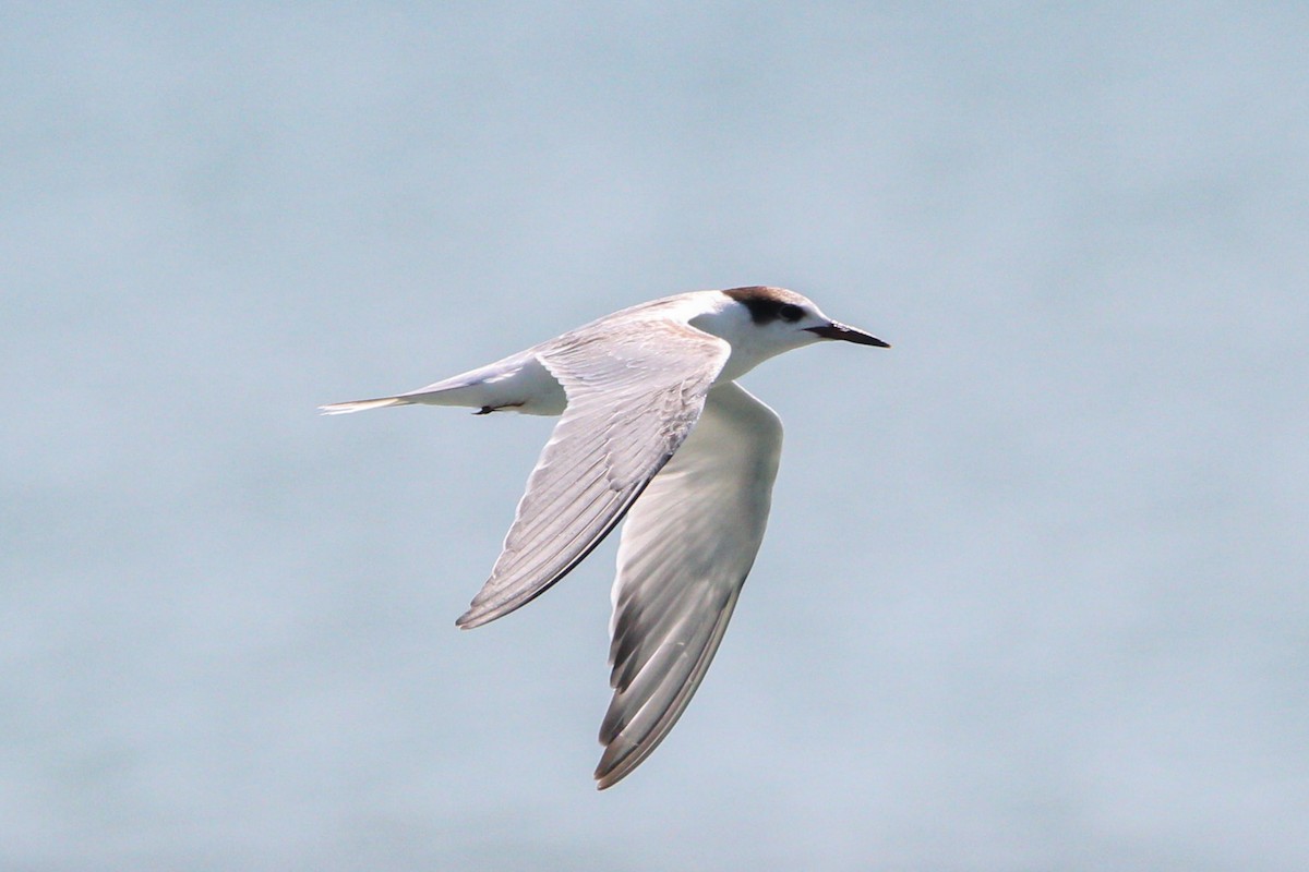 Txenada arrunta - ML644569614