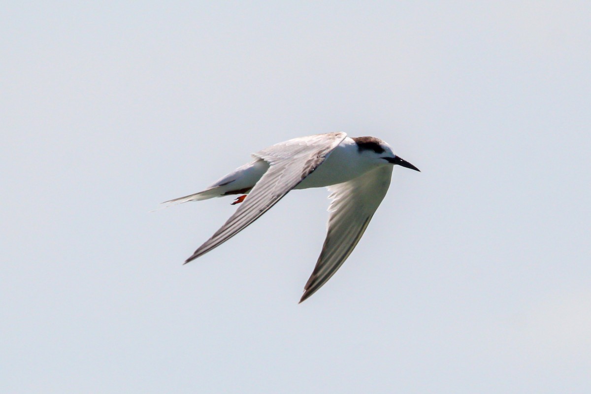 Txenada arrunta - ML644569615