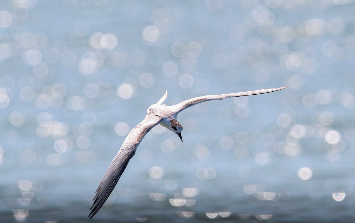 Txenada arrunta - ML644569616