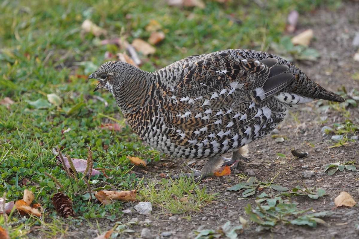 ハリモミライチョウ - ML644569617