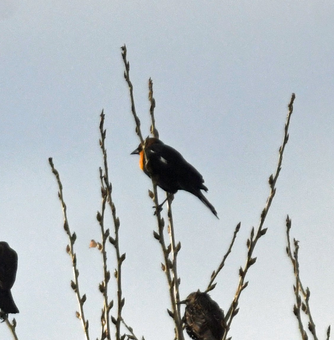 Yellow-headed Blackbird - ML644569618