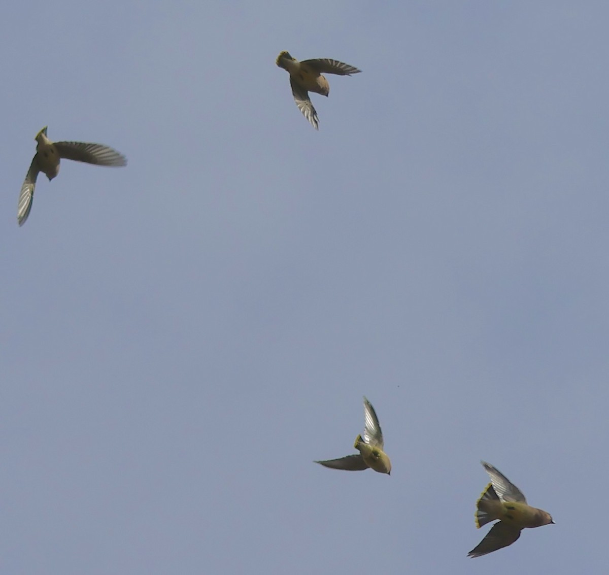 ヒメレンジャク - ML644569620