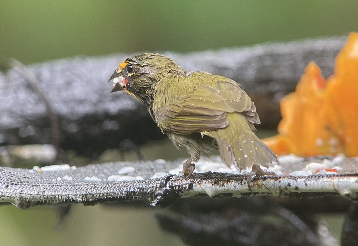 Goldbrauen-Gimpeltangare - ML644569621