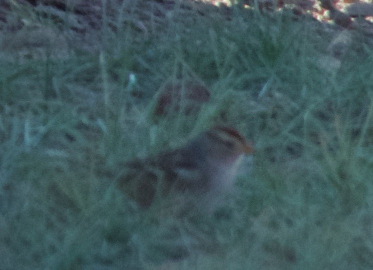 Cırcır Sesli Serçe - ML644569623