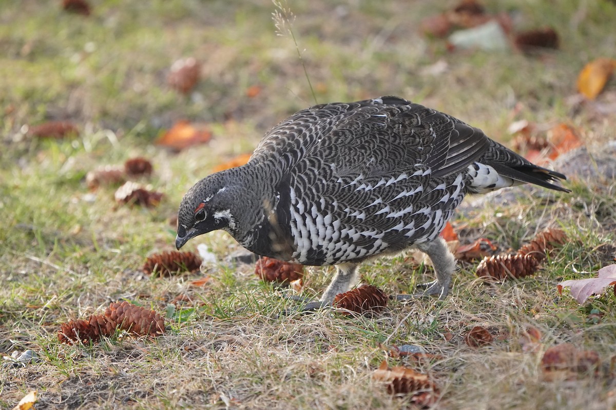 ハリモミライチョウ - ML644569624