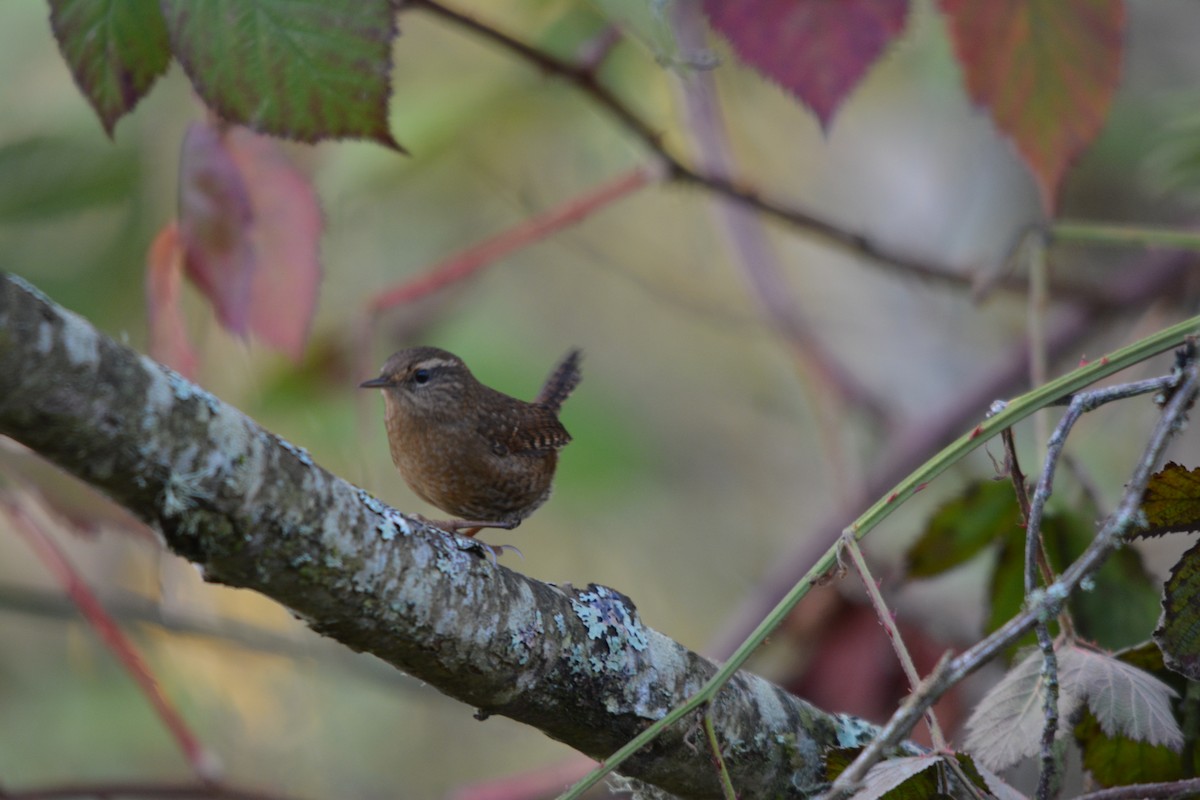 střízlík pacifický - ML644569625