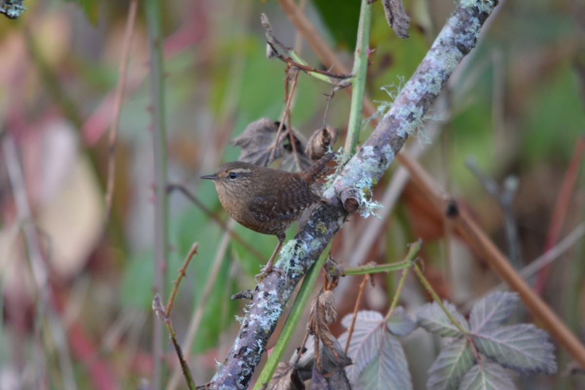 střízlík pacifický - ML644569626