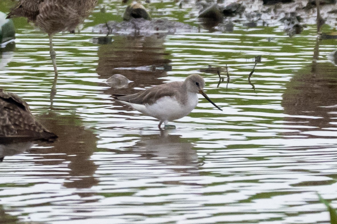 Terek Sandpiper - ML644569627