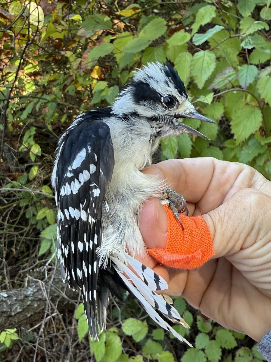 Yumuşak Tüylü Ağaçkakan (pubescens/medianus) - ML644569628