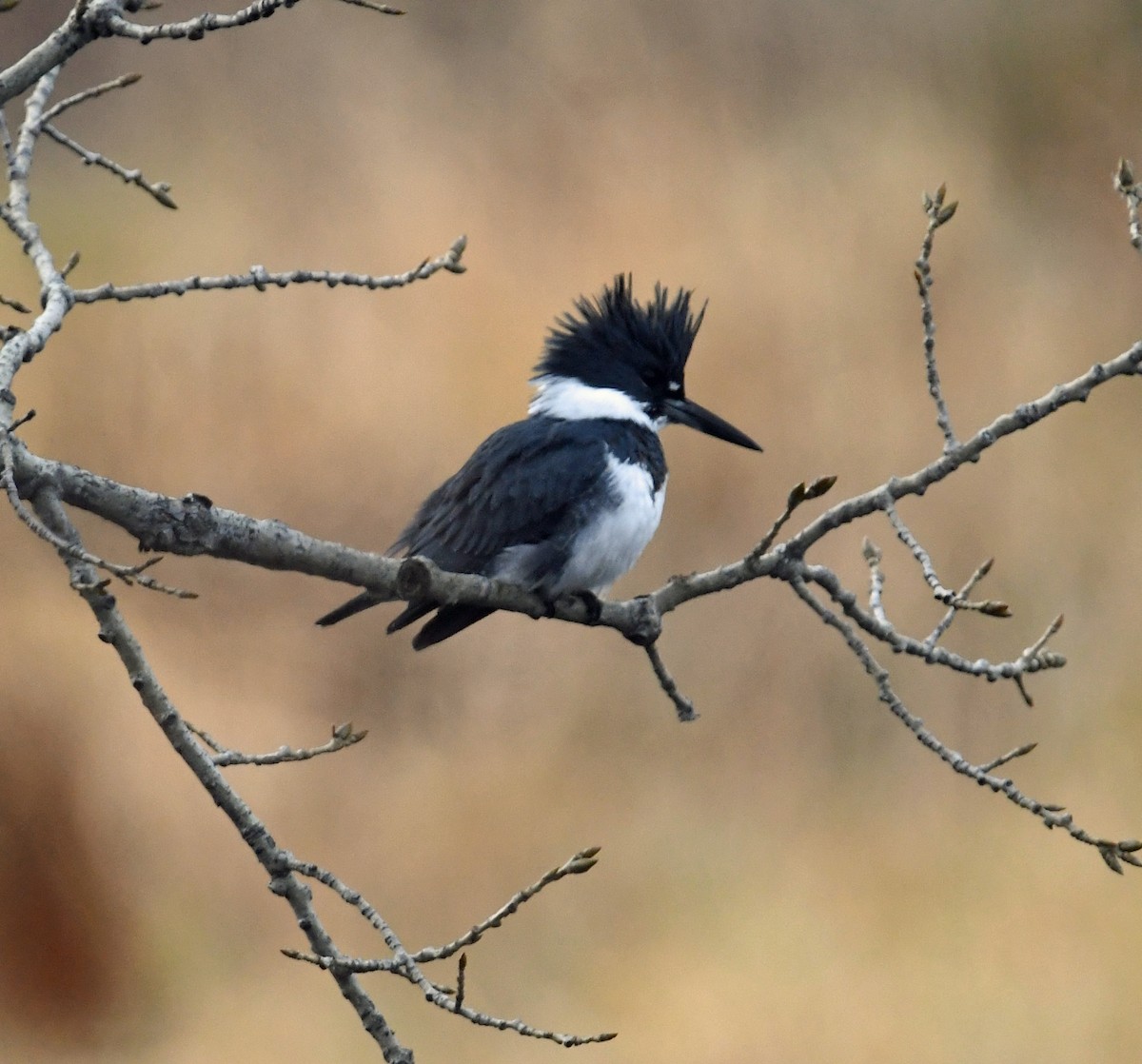 Belted Kingfisher - ML644569629