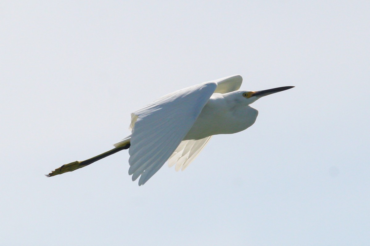 Snowy Egret - ML644569630