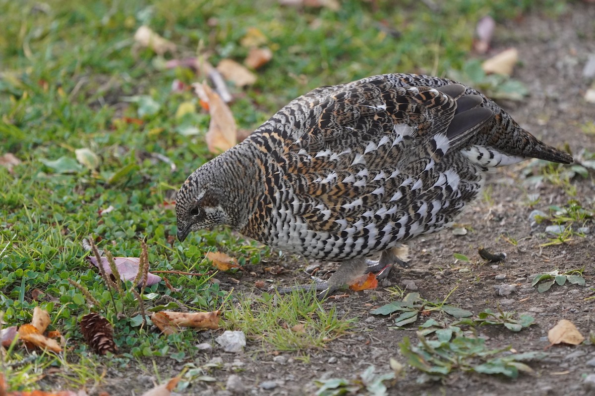 ハリモミライチョウ - ML644569632