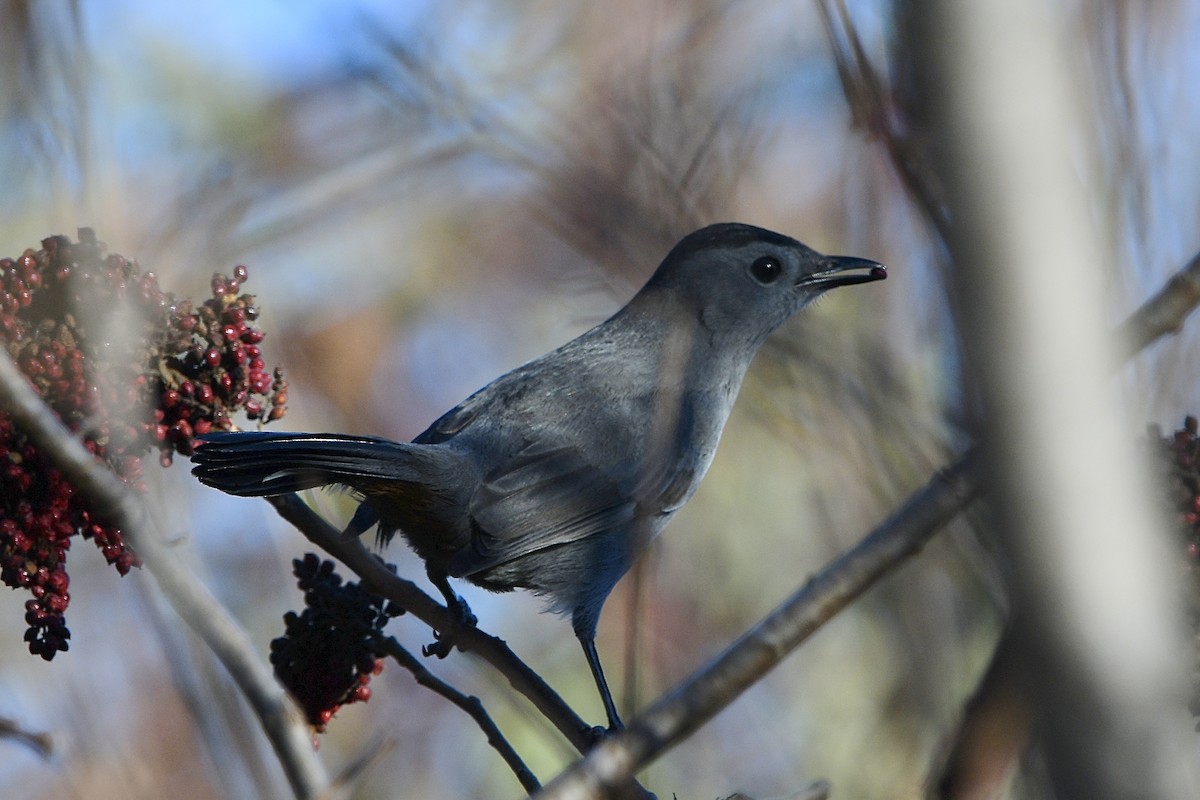 Gray Catbird - ML644569634