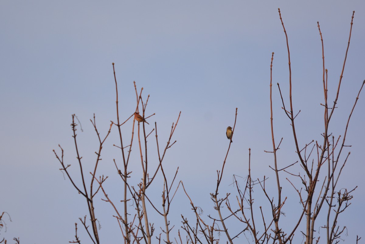 hýl nachový - ML644569639