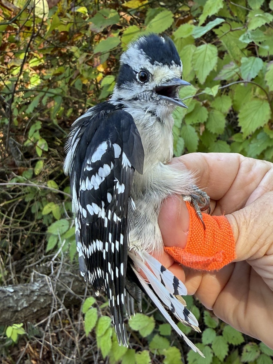 Yumuşak Tüylü Ağaçkakan (pubescens/medianus) - ML644569640