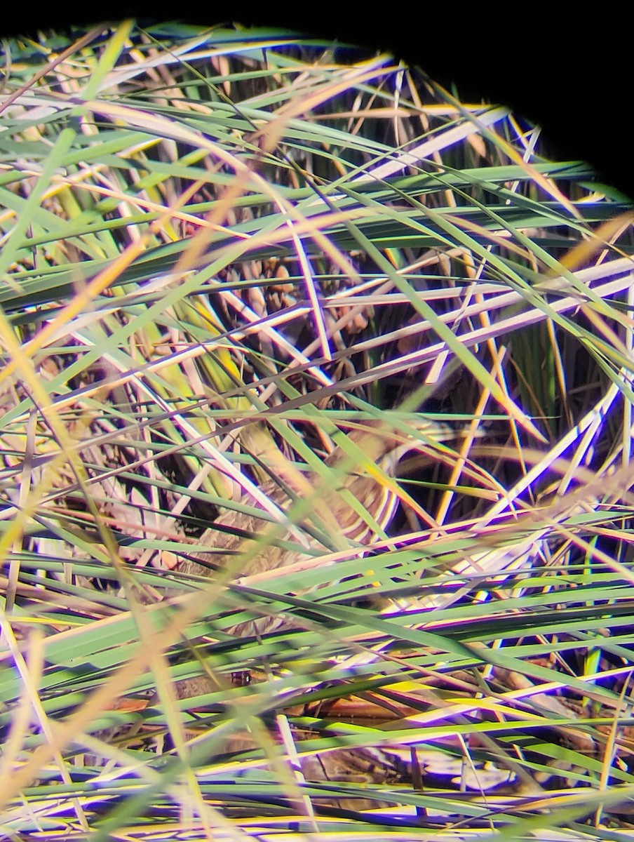 Бугай американський - ML644569645