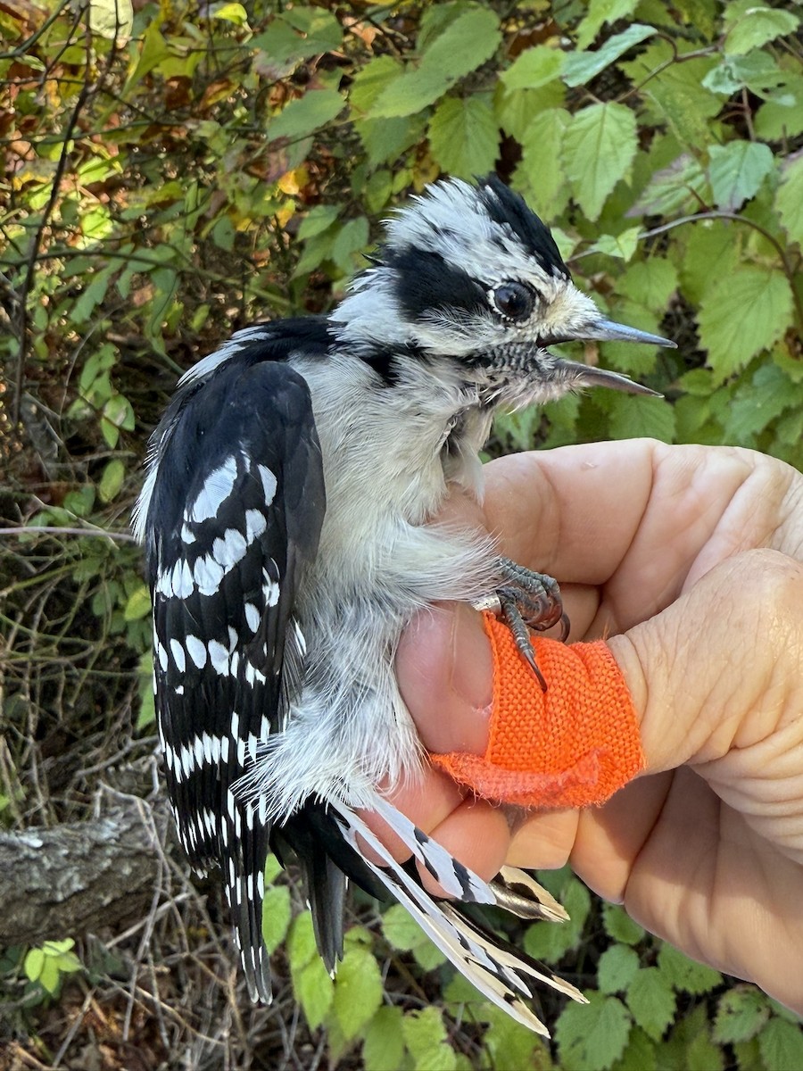 Yumuşak Tüylü Ağaçkakan (pubescens/medianus) - ML644569647