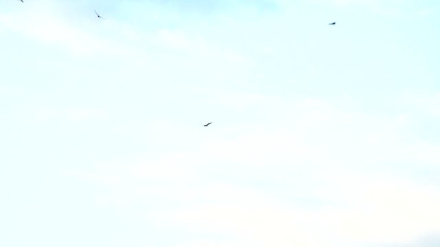 Zopilote beltza - ML644569650