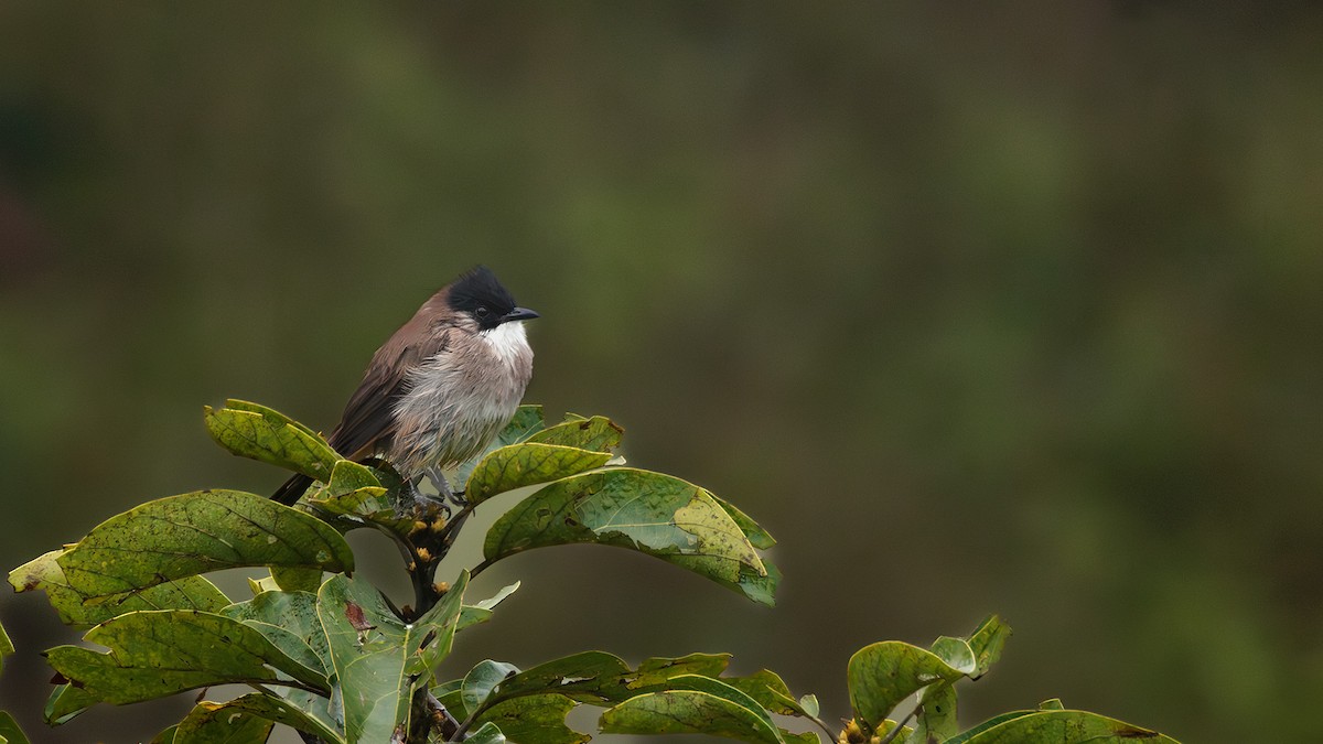 Brown-breasted Bulbul - ML644569652