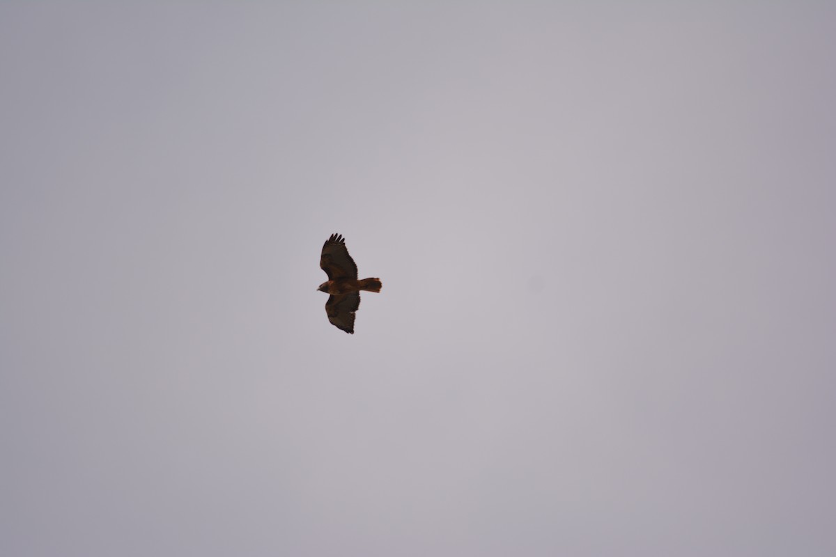 káně rudochvostá - ML644569653