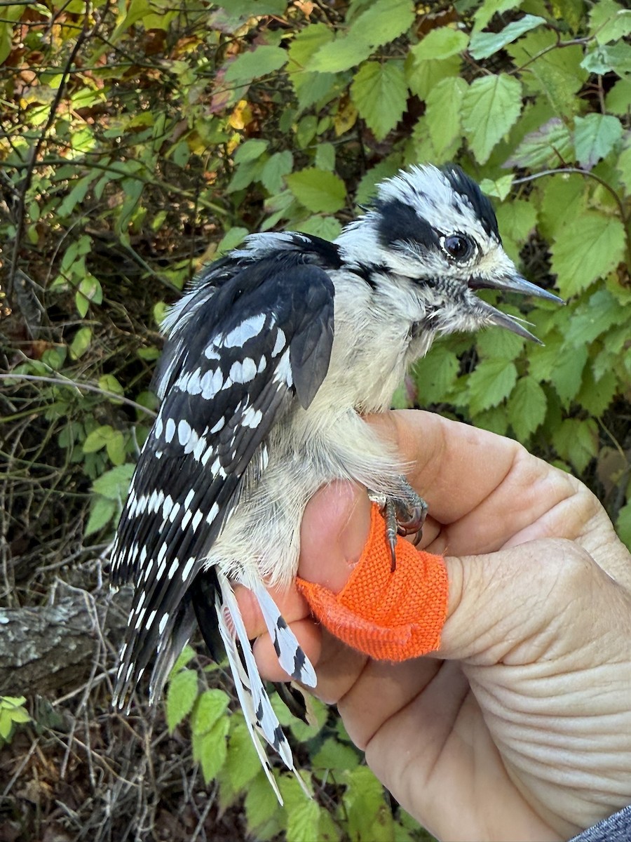 Yumuşak Tüylü Ağaçkakan (pubescens/medianus) - ML644569656