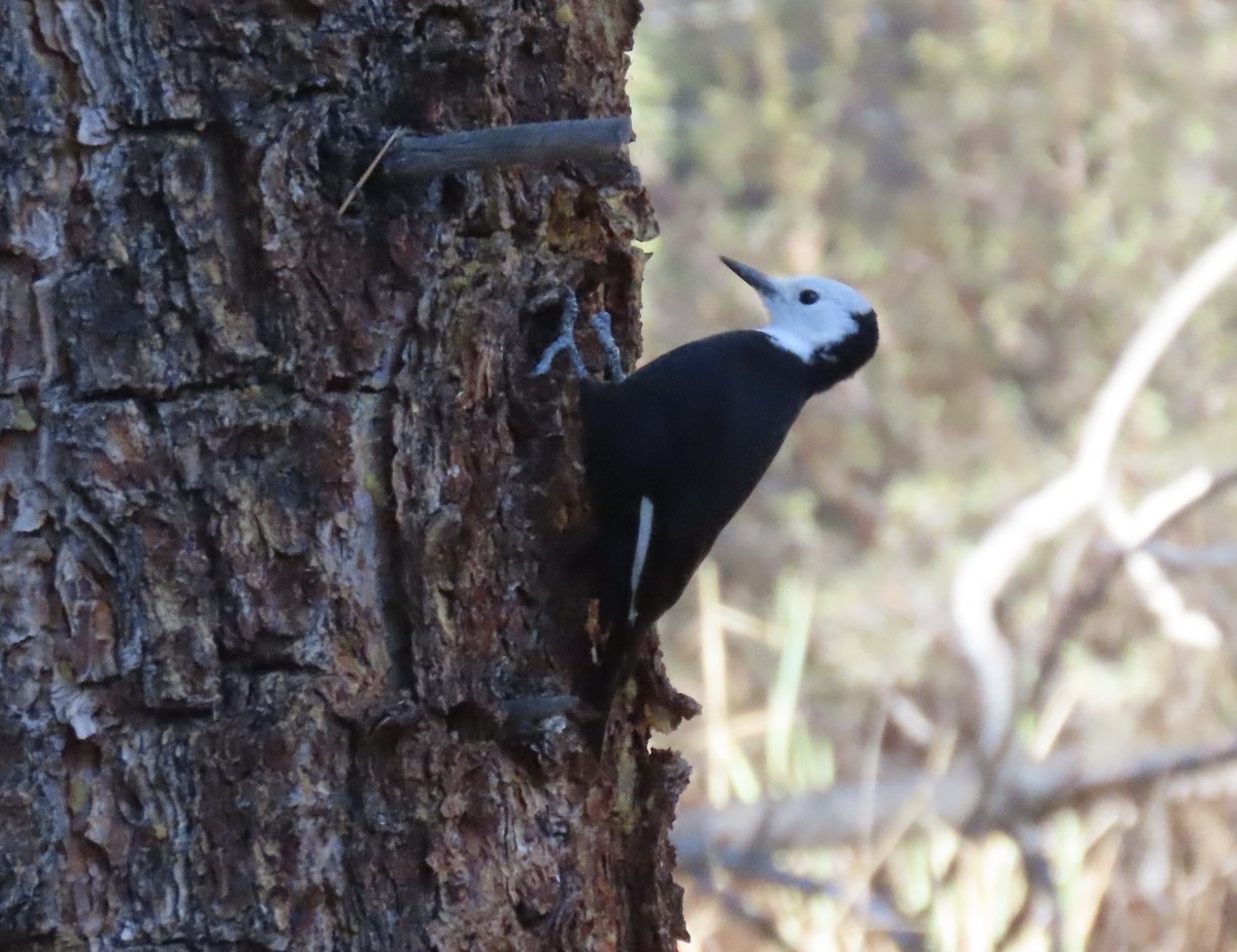 White-headed Woodpecker - ML644569657