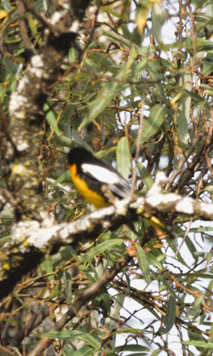 Black-backed Oriole - ML644569660