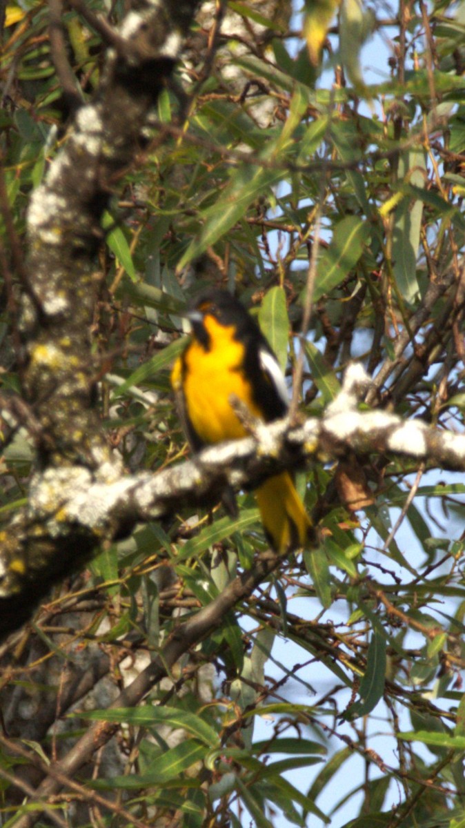 Black-backed Oriole - ML644569661