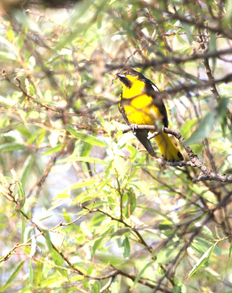 Black-backed Oriole - ML644569662