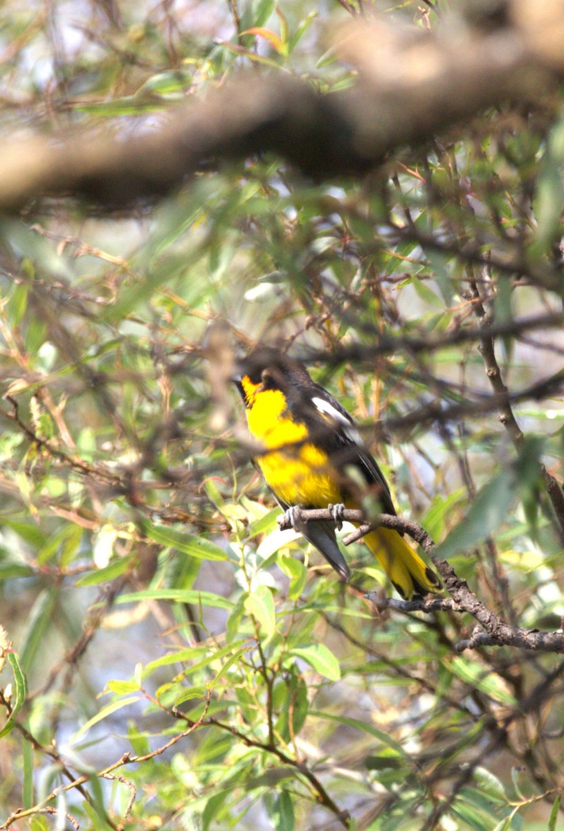 Black-backed Oriole - ML644569663