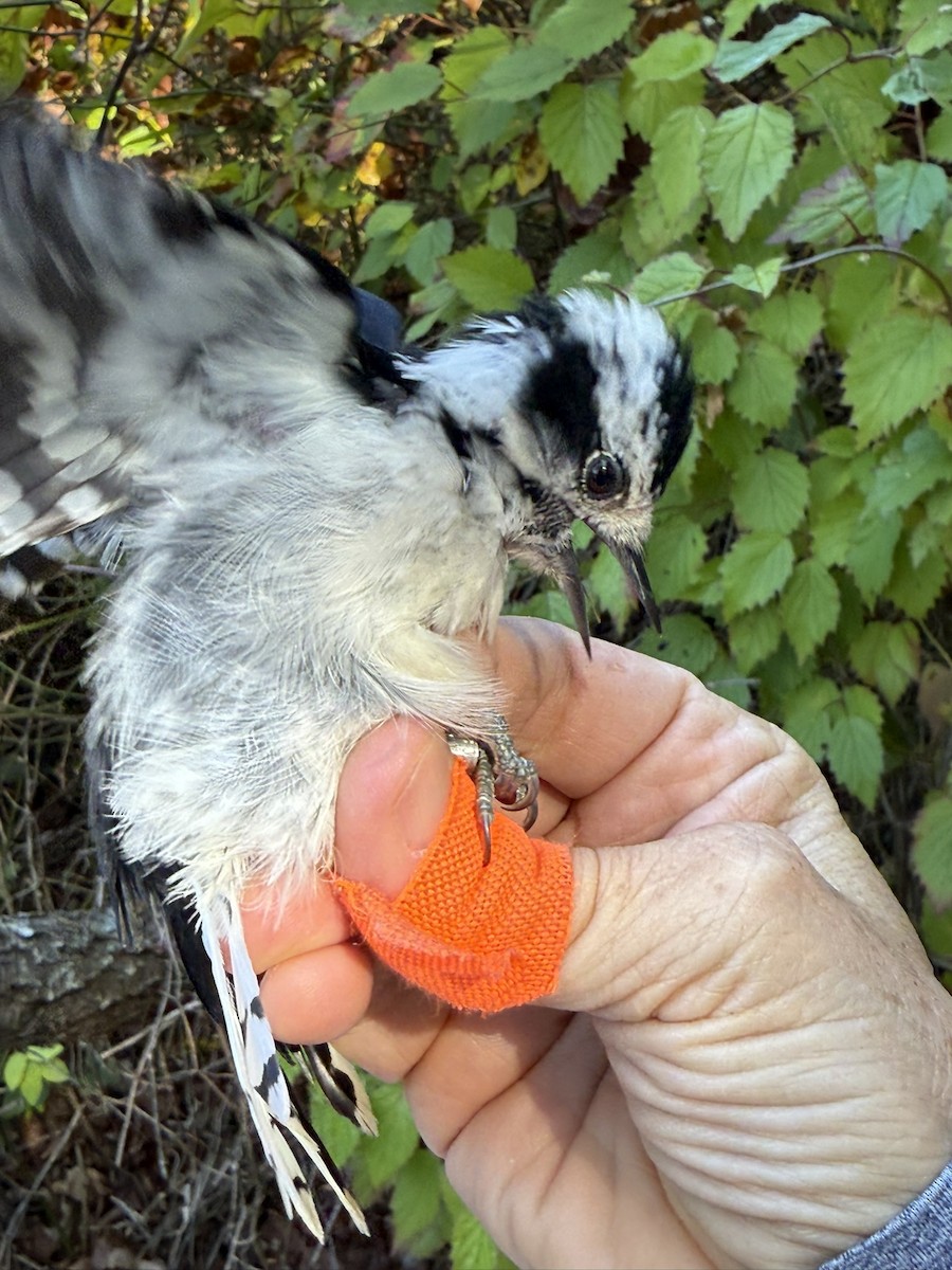 Yumuşak Tüylü Ağaçkakan (pubescens/medianus) - ML644569665